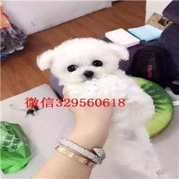 徐州爆料比熊事件最新,宠物悲剧引发社会关注与反思